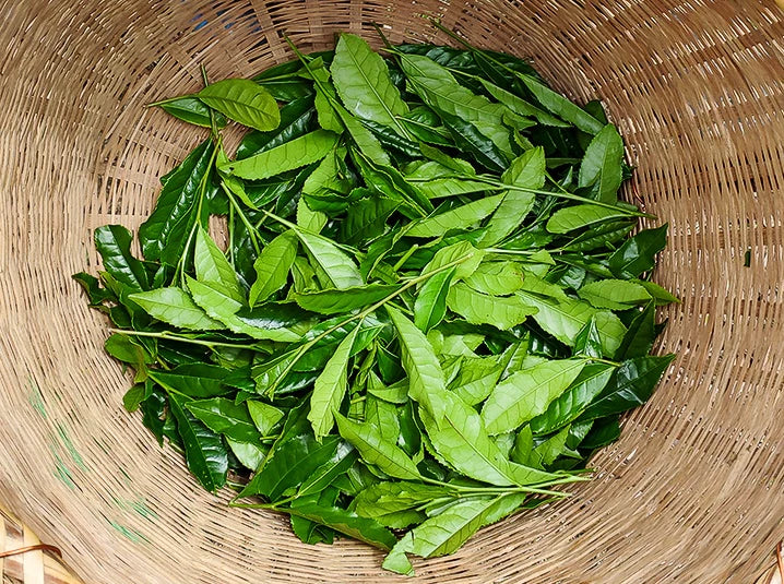 Freshly picked bright green Japanese tea leaves piled in a traditional woven bamboo basket, ready for steaming and processing