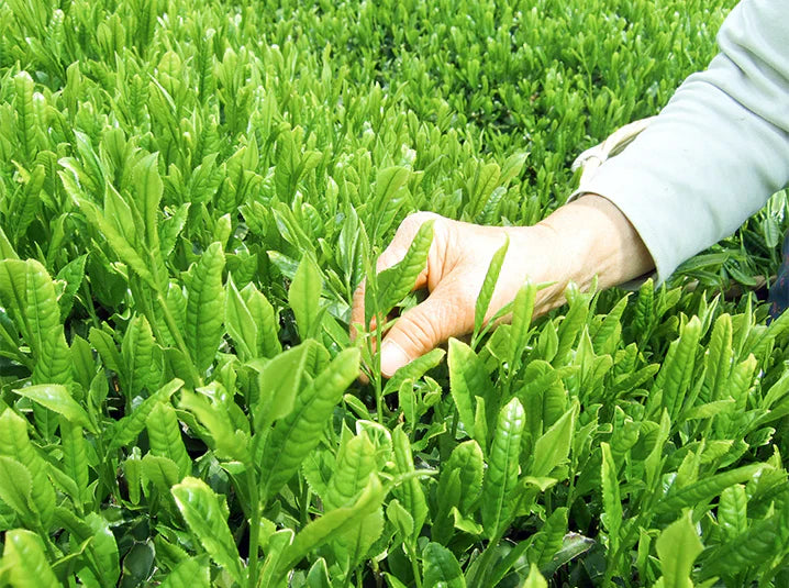 Hand holding a tender first-flush tea sprig with bud and two young leaves against a backdrop of rolling green tea fields in Shizuoka, Japan