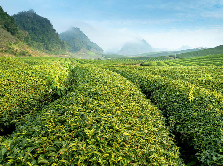 Japanese tea fields in Shizuoka with rows of green tea plants