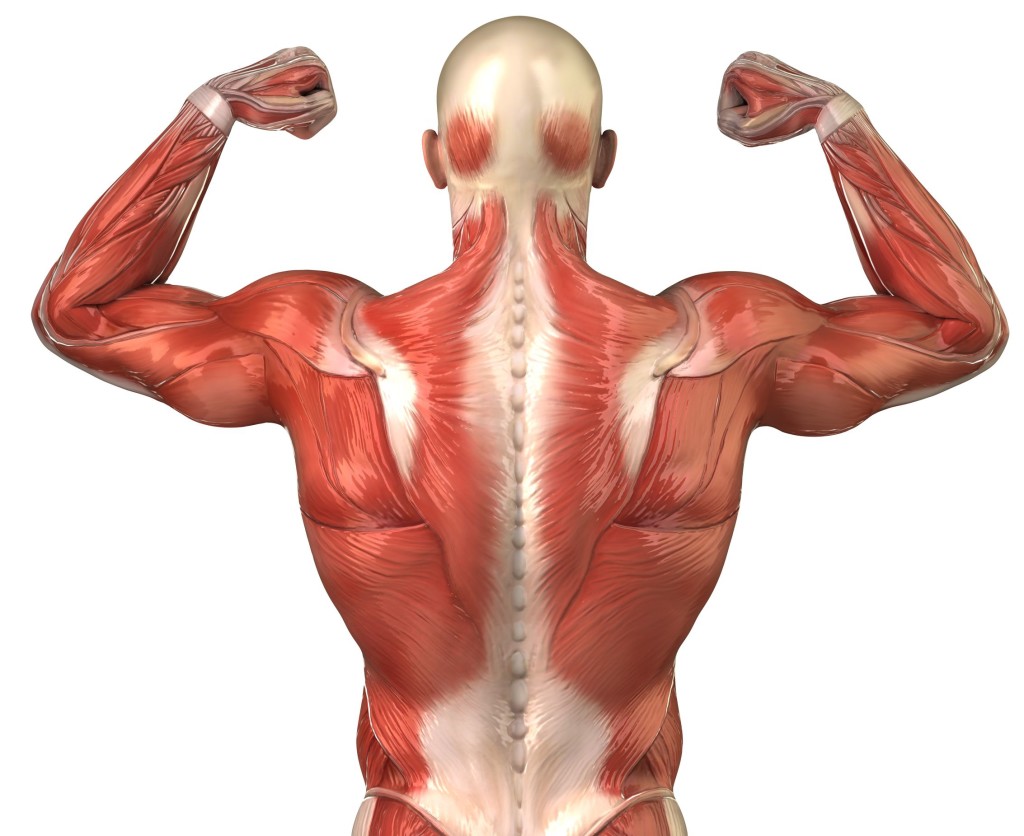 muscles-anatomy-back-1024x836-1