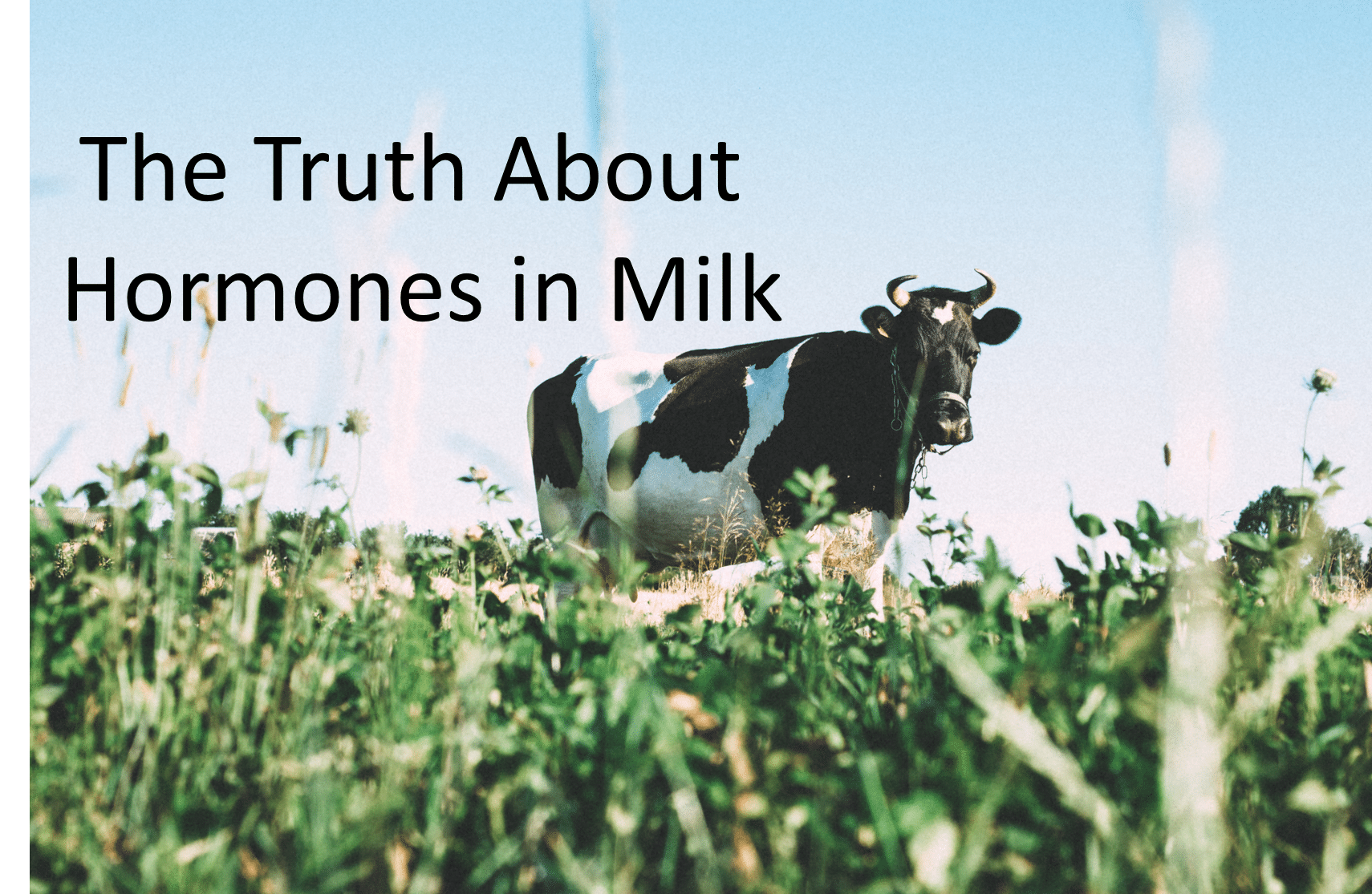 ormone-cow-milk