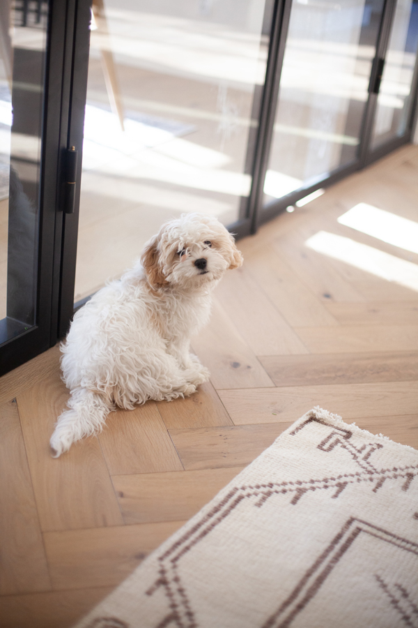 A small, fluffy white dog with light brown ears sits on a wooden floor next to a Pinkys Iron Doors glass door, partially on a patterned rug, looking toward the camera.