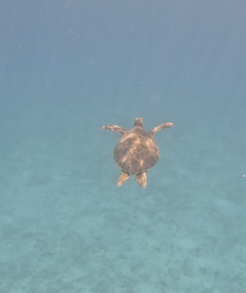 How We Planned the Trip to Moorea and Bora Bora: Sea Turtle