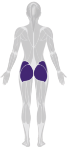 glutes