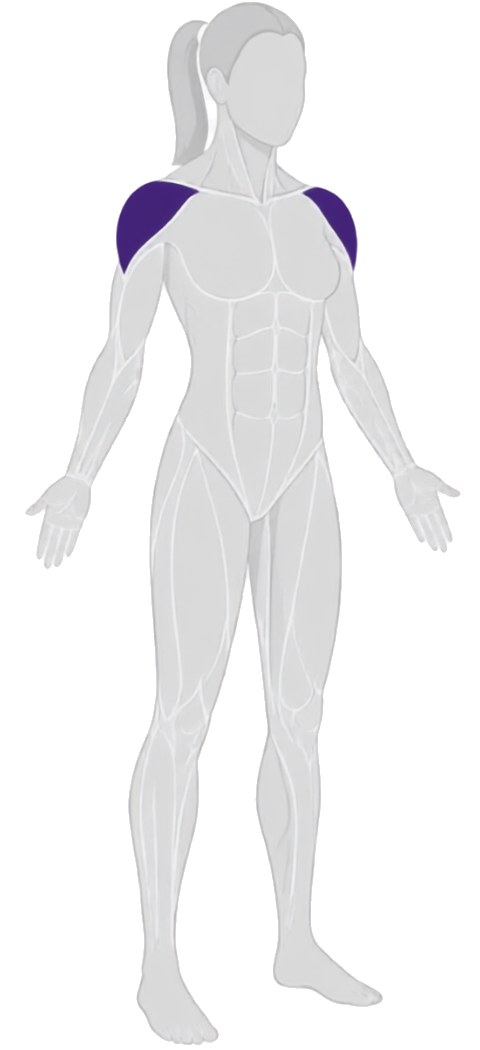 shoulders